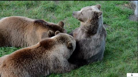 Ultimate Wild animals Collection Of The World 4K with calm music for 15 minutes.