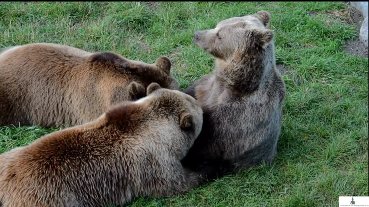 Ultimate Wild animals Collection Of The World 4K with calm music for 15 minutes.