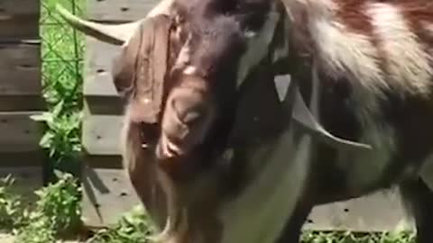 Animal Moments Goat-26