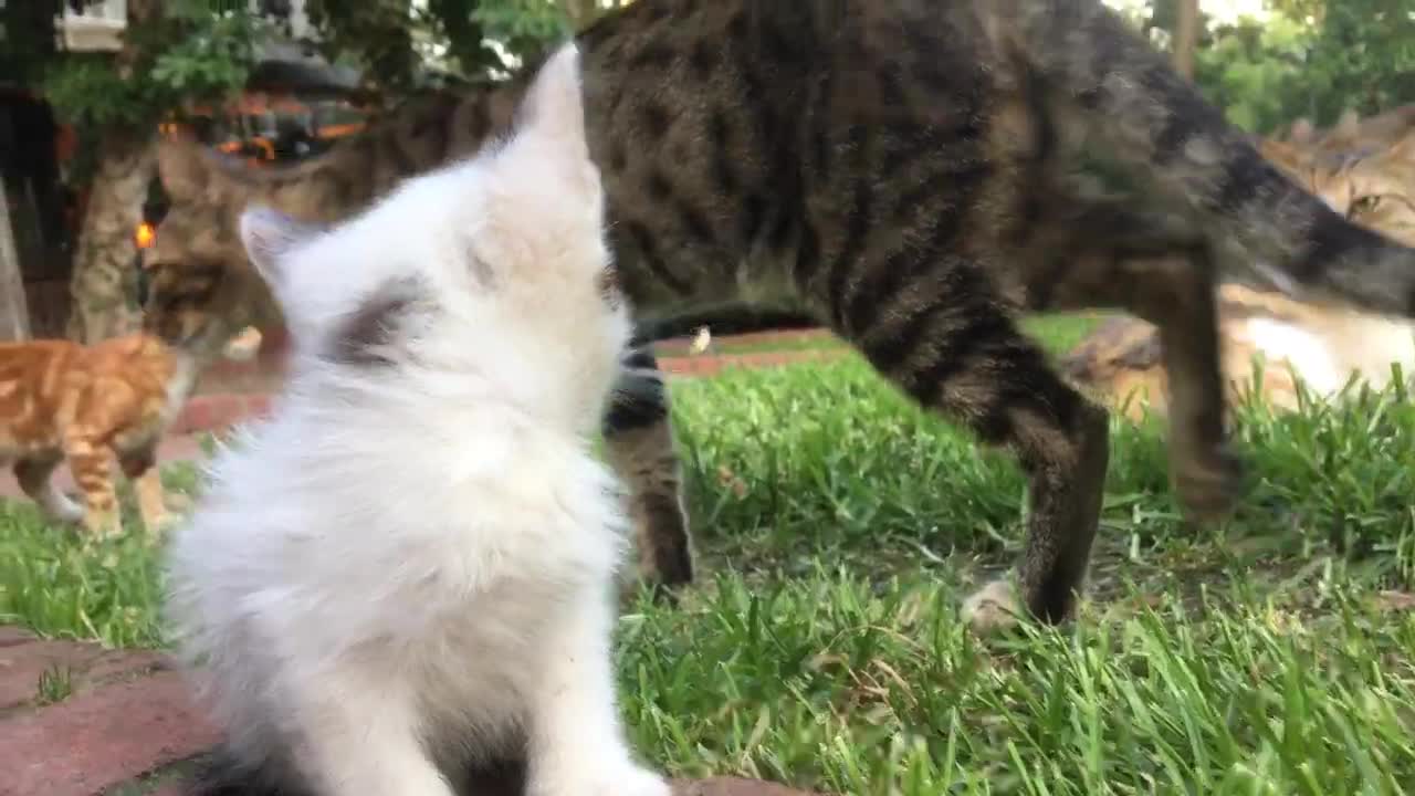 Abandoned Kitten Found On A Street