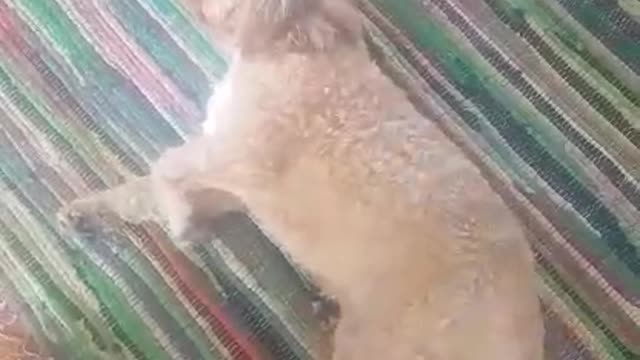 White dog on colorful carpets gets yelled at by owner