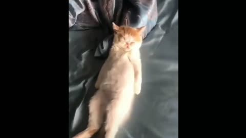 Weird But Cute Cat, The Best Moments 6 Seconds