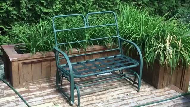 German shepherd chases black dog around plants on wooden porch