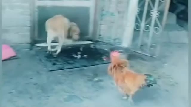 Chicken vs Dogs fighting,