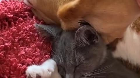 cat sleeping under the dog's ear