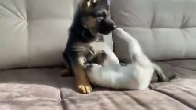 The dog likes to play with the cat