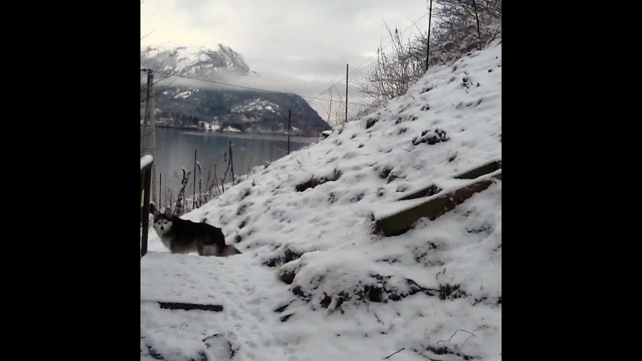 Alaskan Klee Kai, snow digger