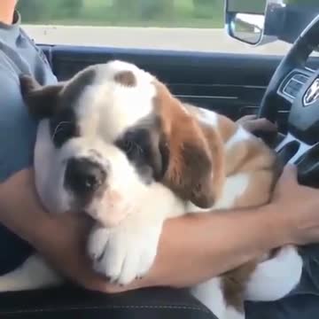 The dog is very loyal to his owner