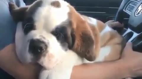 The dog is very loyal to his owner