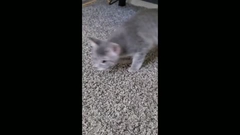 Kittens playing with a toy, running around the house 😄