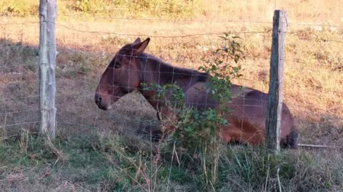 Mom hugs the mule