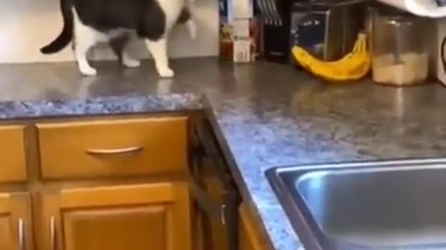 The banana messed with the wrong cat