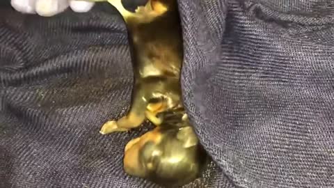 Teacup Parti Yorkie gives birth to puppy