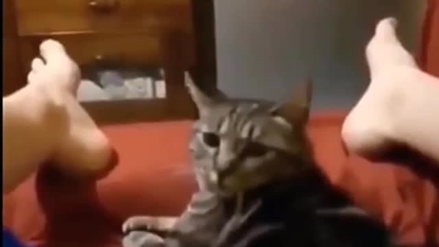 funny animal and kids video part 7. weird cat