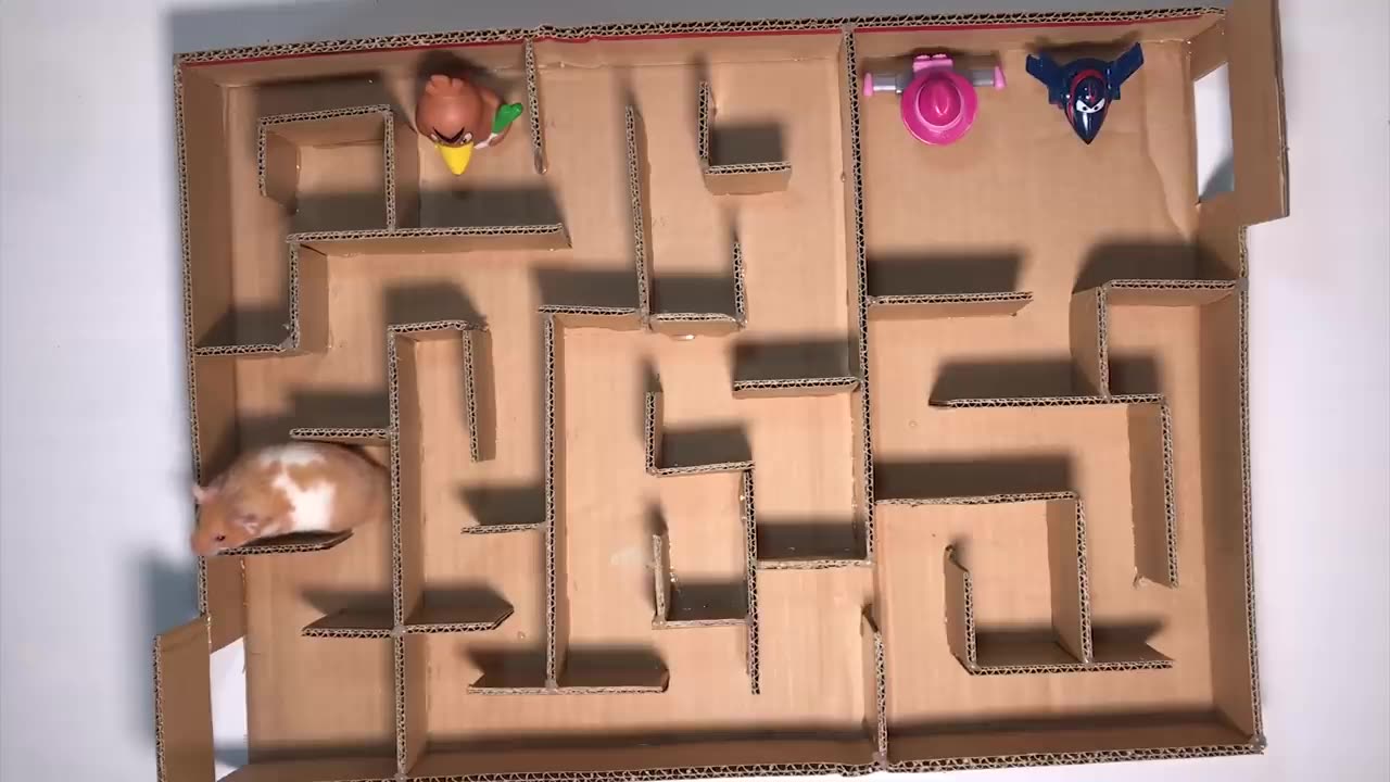 Maze for Hamster Made Of Easy Materials, Cute Pet Hamster