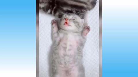 Funny and Cute Cat's Life, Cats and Owners are the best friends Videos