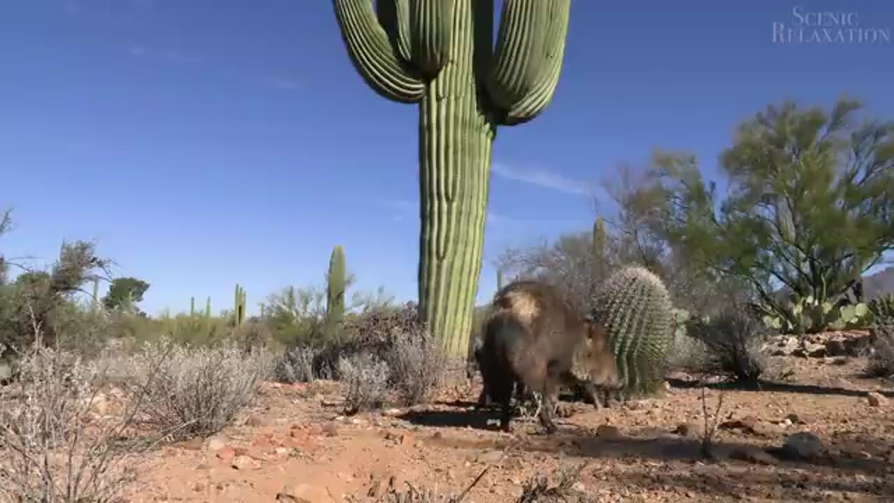 Animal Planet 4K - Scenic Wildlife Film With Inspiring Music