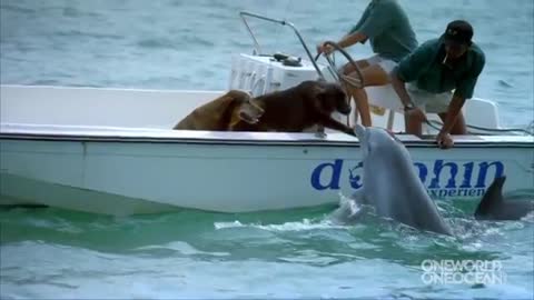 Dolphin Kisses Dog, Jumps For Joy!