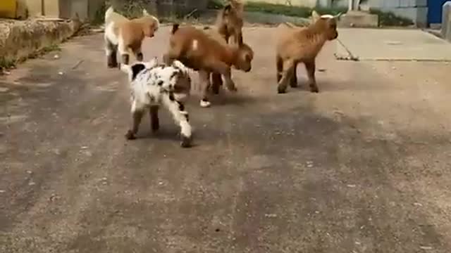 Cute baby goats wake up everyday and choose chaos