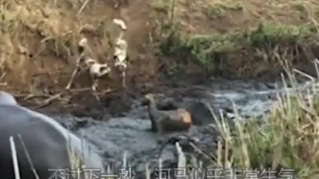 The Hippo Tried to Save the Antelope From Wild Dogs RELAX FOR LIFE