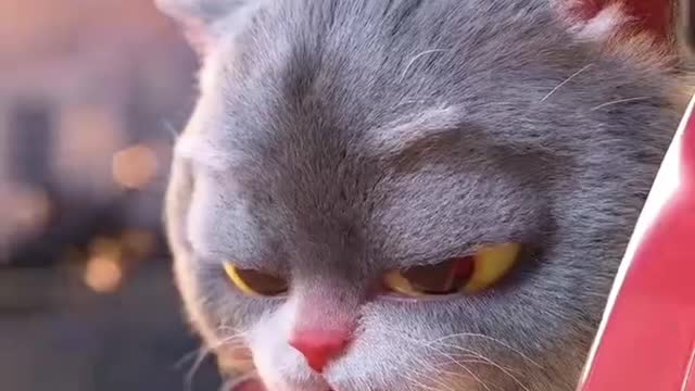 Have you ever seen a cat ride in a car?