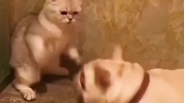 Funniest cat and dogs