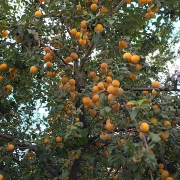 Mirabelles tree