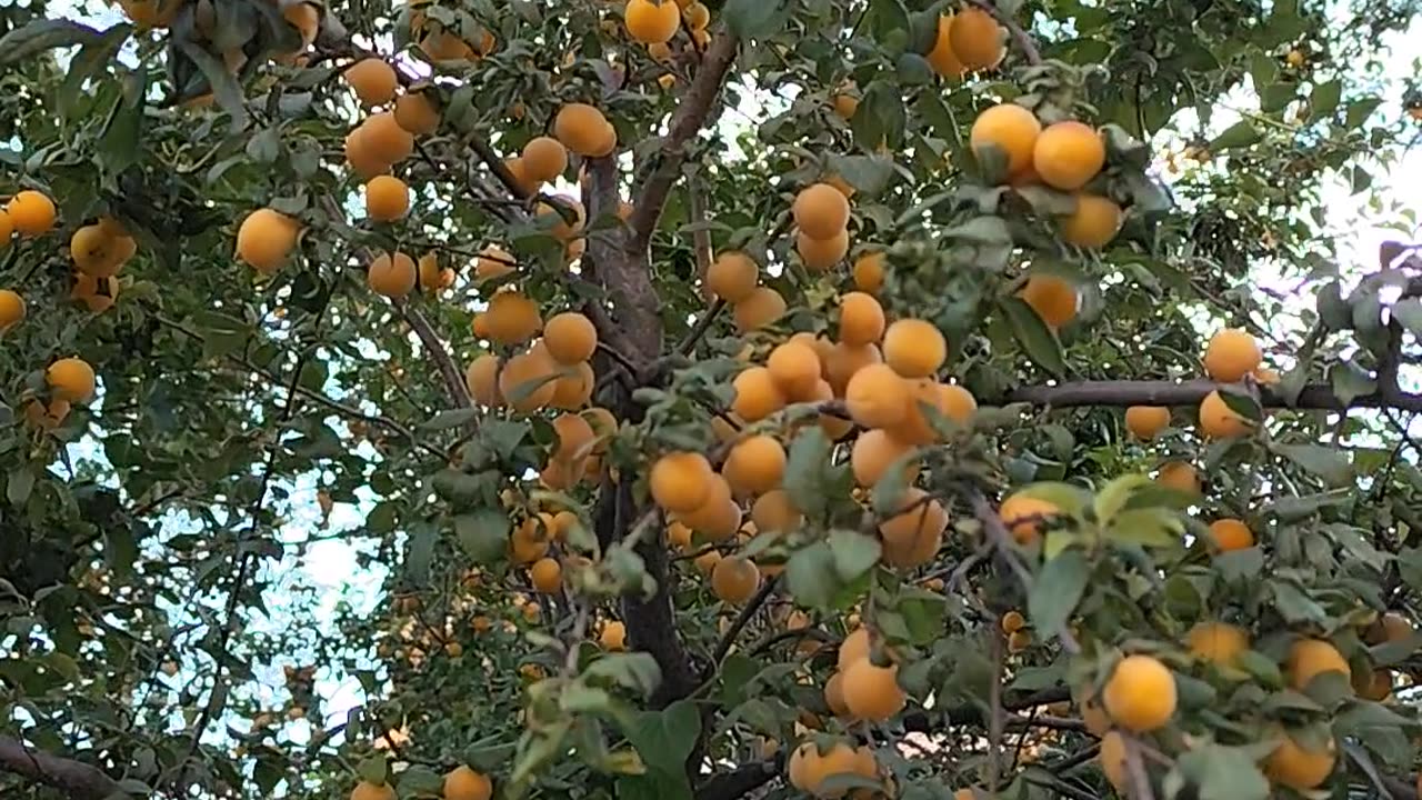 Mirabelles tree