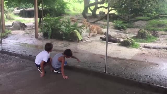 Animals Gone WILD | 😂😂😂 | look what happened when animal prank on human