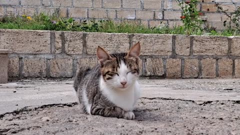 The cute cat couldn't catch the lizard.