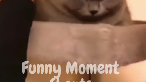 Best animal fun video