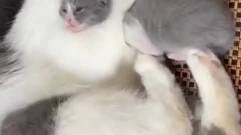 Don't Hit This Kitten #Cat