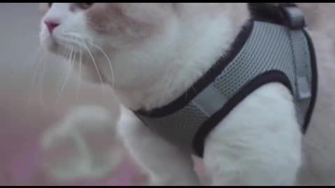 When I woke up and saw the cat's ass, my youth was so miserable.