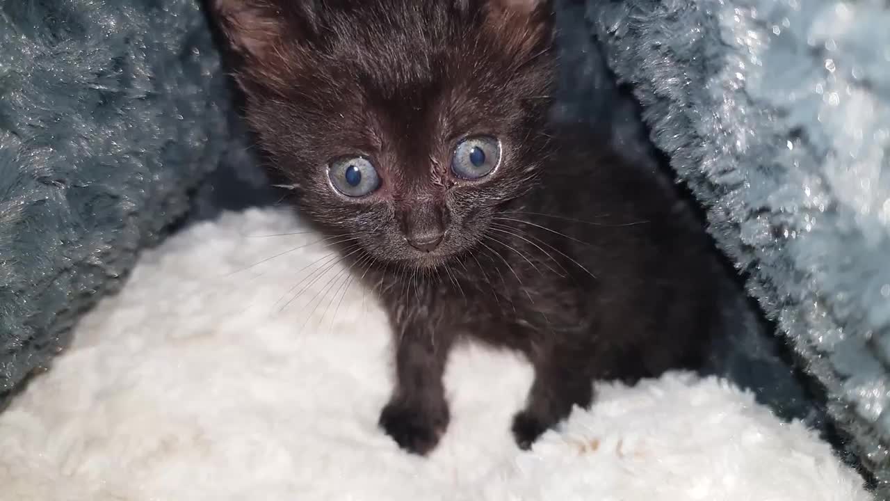 Cute, Small, Young Kitten