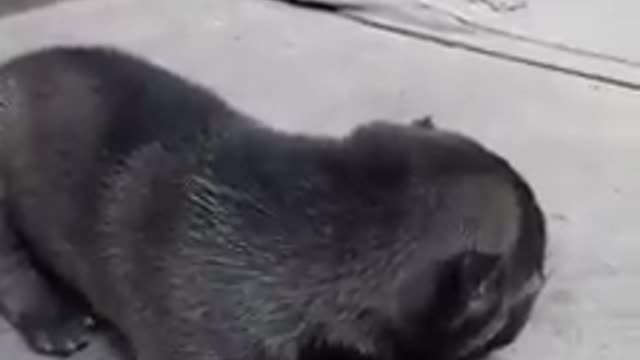 dog dreaming runs into wall