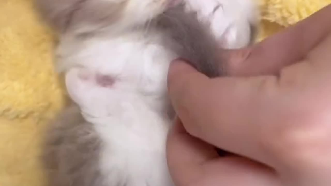 Cute cat baby reaction video