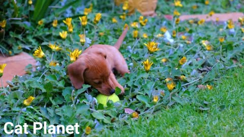 Cute Dogs New Video Compilation 2020