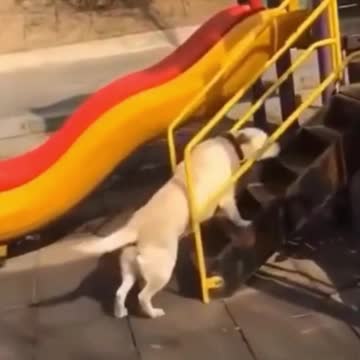 Laughable Puppies and kittens 2021 (2)