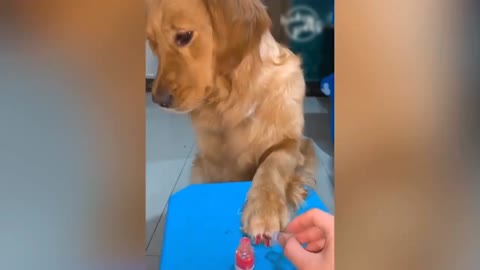 Funny dog with the nail polish 🤣🤣🤣