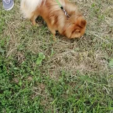 The dog loves to play around.