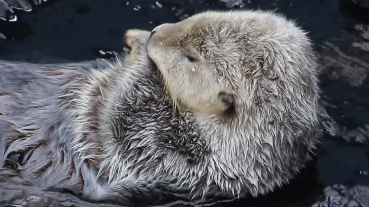 An Otter Swimming In A Water