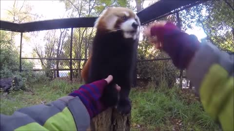 Most Adorable Red Panda - CUTEST Compilation