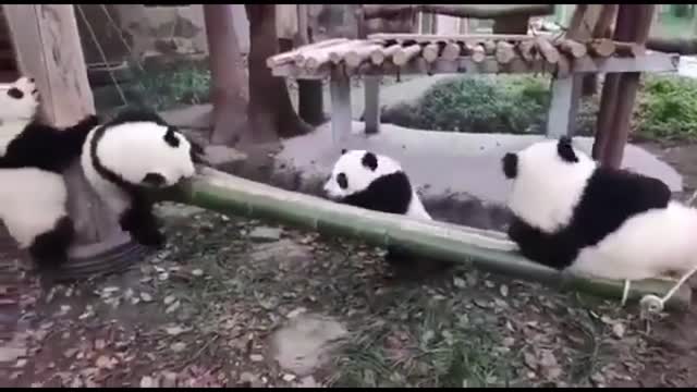 Panda Happy time