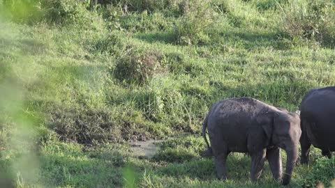 A Family OF Elephant Roaming At A Grassland🐘🐘