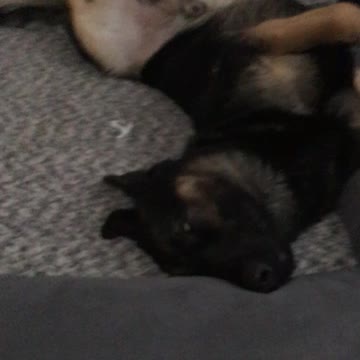 German Shepherd Takes a Nap