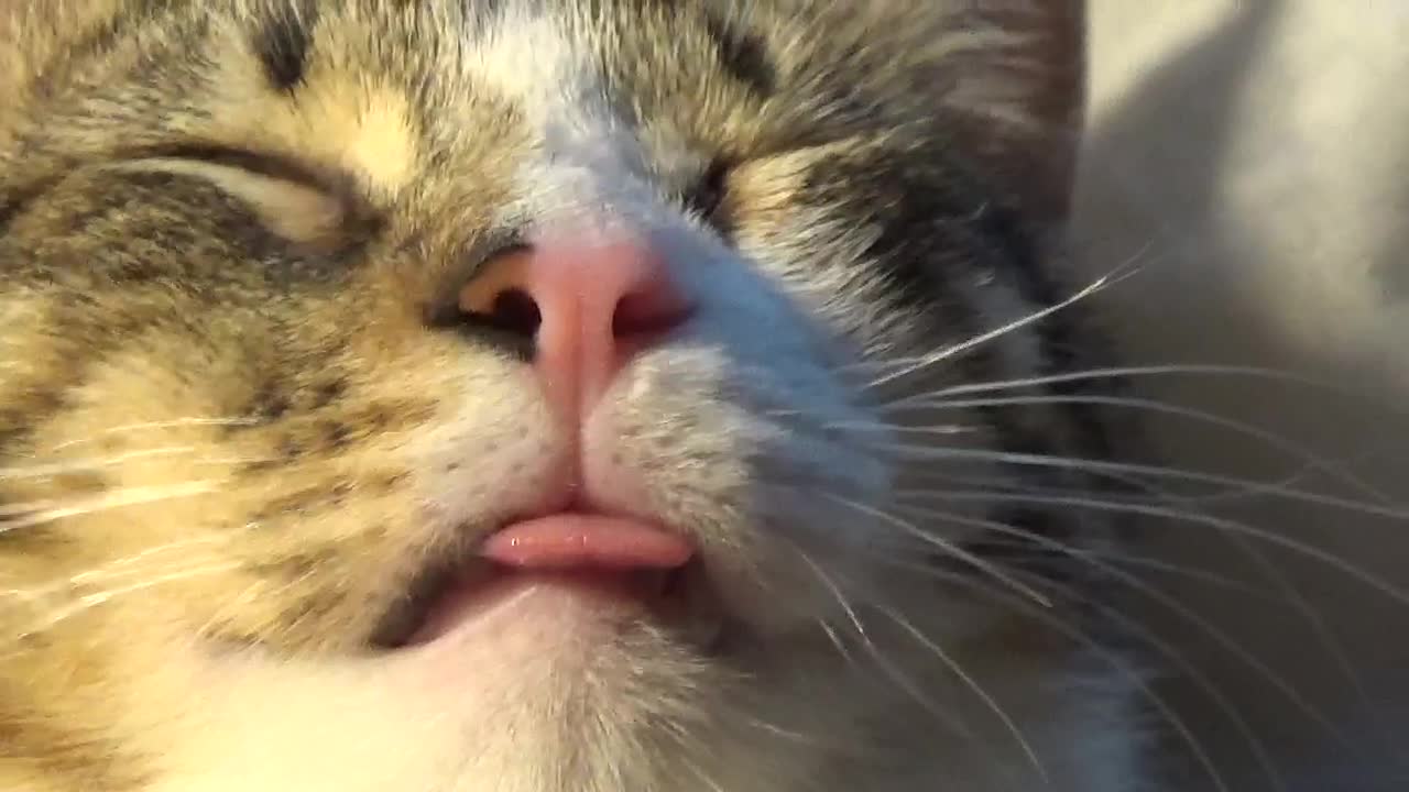 Funny Little Cat Forgot His Tongue Out