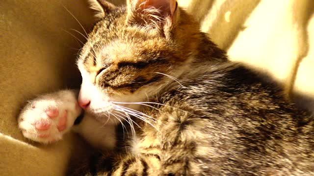 Little Cat Sleeps on His Paw