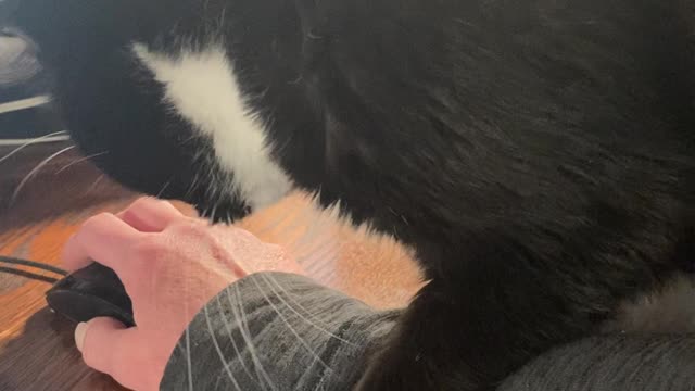 Princess Taking Over the Hand