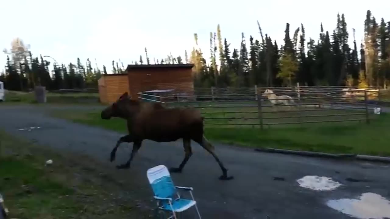 When Animals Messed with the Wrong Opponent