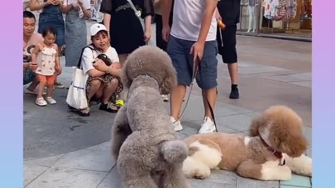 Dog videos